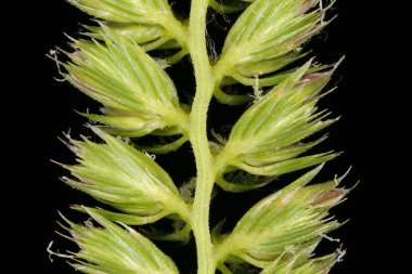 Crested Dog & apos; 's Tail (Cynosurus cristatus). Inflorescence Detay Kapatma