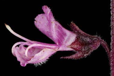 Basil (Ocimum bazilika). Çiçek Kapanışı