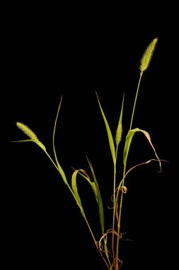 Green Bristle Grass (Setaria viridis). Alışkanlık