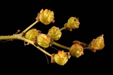 Meadowsweet (Filipendula ulmaria). İnfructescence Yakın çekim