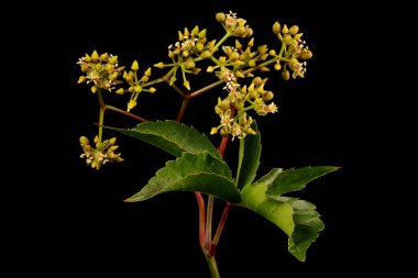 Thicket Creeper (Parthenocissus inserta). Enfeksiyon. Yakın çekim.