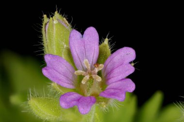 Küçük çiçekli Crane & apos; s-Bill (Geranium pusillum). Çiçek Kapanışı