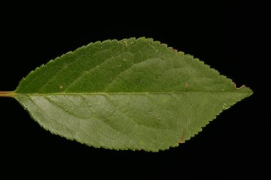 Kiraz eriği (Prunus cerasifera). Yaprak Kapanışı