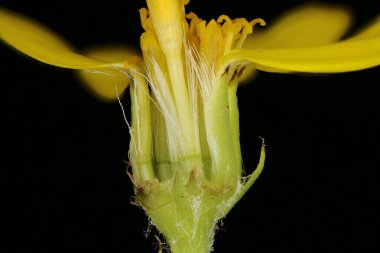 Yaygın Ragwort (Senecio jacobaea). Capitulum Çapraz Bölümü