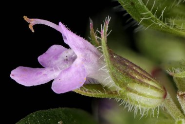 Breckland kekik (Thymus serpilllum). Çiçek Kapanışı