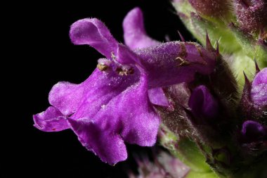Betony (Stachys officinalis). Çiçek Kapanışı