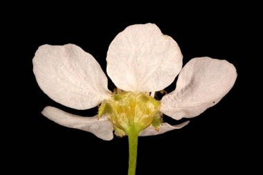 Kuş kirazı (Prunus padus). Çiçek Kapanışı