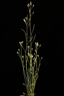 Thale Cress (Arabidopsis thaliana). Habit clipart