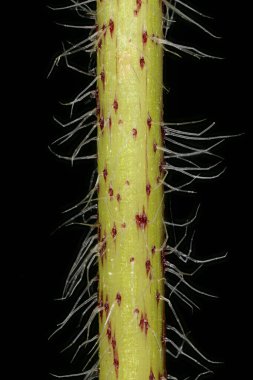 Siyah Gözlü Susan (Rudbeckia hirta). Kök Yakın Çekim