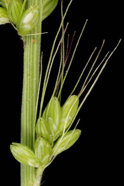 Green Bristle Grass (Setaria viridis). Inflorescence Detay Kapatma