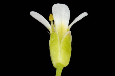 Thale Cress (Arabidopsis thaliana) Çiçek Kapanışı
