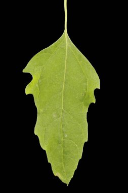 Fat-Hen (Chenopodium albümü). Yaprak Kapanışı