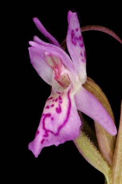 Erken Marsh Orkidesi (Dactylorhiza incarnata). Çiçek Kapanışı
