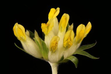 Böbrek Vetch (Anthyllis zafiyeti). Enfeksiyon. Yakın çekim.