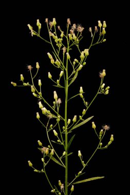 Kanadalı Fleabane (Conyza canadensis). Enfeksiyon. Yakın çekim.