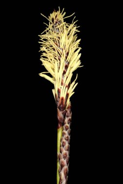 Nadir Bahar Sedge (Carex ericetorum). Enfeksiyon. Yakın çekim.