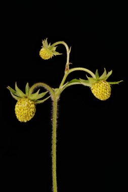 Vahşi Çilek (Fragaria vesca). Olgunlaşmamış İnfructescence Yakın çekim