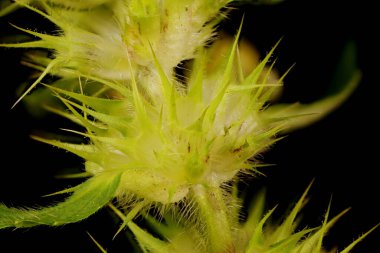 Büyük-Çiçekli Hemp-Nettle (Galeopsis speciosa). Verticillaster Yakın plan