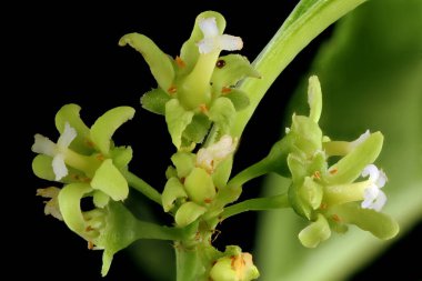 Asa Vine (Celastrus orbiculatus). Inflorescene Yakın Çekim