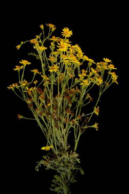 Yaygın Ragwort (Senecio jacobaea). Enfeksiyon. Yakın çekim.