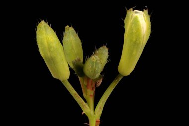 Bahçe Turpu (Raphanus raphanistrum subsp. Sativus). Çiçek tomurcukları Yakın plan