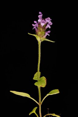 Kendini iyileştirme (Prunella vulgaris). Genel alışkanlık