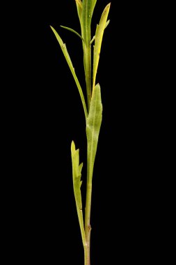 Yoğun çiçekli Pepperwort (Lepidium yoğunluğu). Kök ve Yapraklar Kapalı