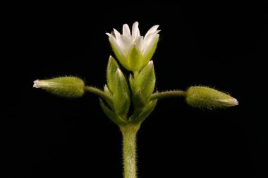 Fare kulaklı (Cerastium fontanum). Enfeksiyon. Yakın çekim.