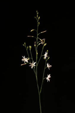 Branded St. Bernard & apos; s-Lily (Anthericum ramosum). Enfeksiyon. Yakın çekim.