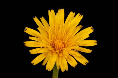 Kedi kulağı (Hypochaeris radicata). Çiçekli Capitulum Kapanış