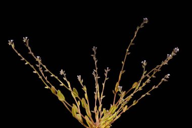 Erken Unutma-Beni-Değil (Myosotis ramosissima). Alışkanlık
