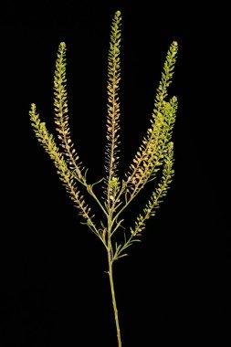 Yoğun çiçekli Pepperwort (Lepidium yoğunluğu). Alışkanlık