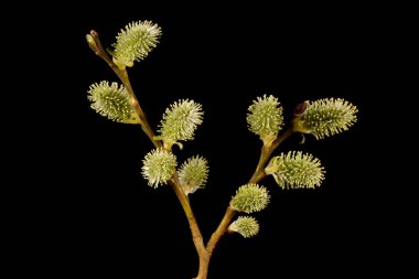 Keçi Söğüdü (Salix caprea). Kadın Enfeksiyonu. Yakın çekim.