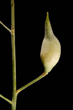 Bahçe Turpu (Raphanus raphanistrum subsp. Sativus). Genç Meyve Kapanışı