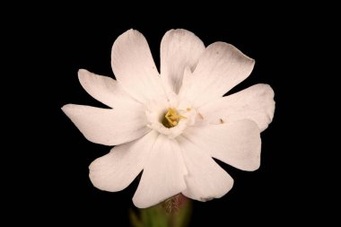 Beyaz Campion (Silene latifolia). Erkek Çiçek Kapanışı