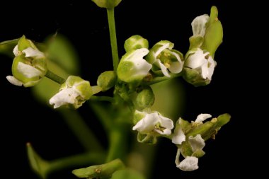 Field Penny-Cress (Thlaspi arvense). Enfeksiyon. Yakın çekim.