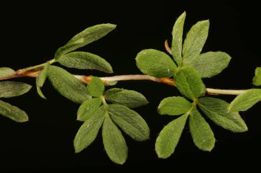 Davurian Cinquefoil (Dasiphora glabrata). Kök ve Yapraklar Kapalı