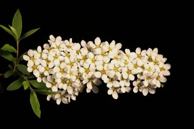 Gelin spreyi (Spiraea x arguta). Enfeksiyon. Yakın çekim.
