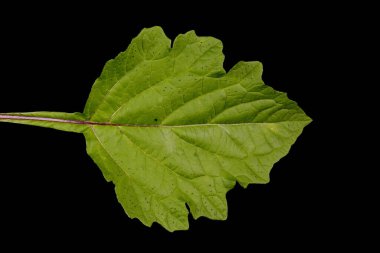 Peru Elması (Nicandra physalodes). Yaprak Kapanışı