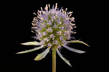 Mavi Eryngo (Eryngium planum). Inflorescence Detay Kapatma