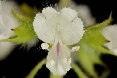 Basil (Ocimum bazilika). Çiçek Kapanışı
