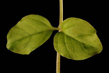 Sürünen Jenny (Lysimachia nummularia). Kök ve Yapraklar Kapalı