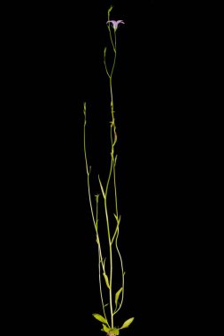 Bellflower (Campanula patula) yayılıyor. Alışkanlık