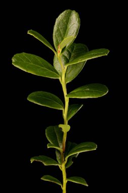 Çilek (Aşı vitis-idaea). Bitkisel çekim yakın çekim