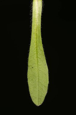 Wood Forget-Me-Not (Myosotis sylvatica). Yaprak Kapanışı