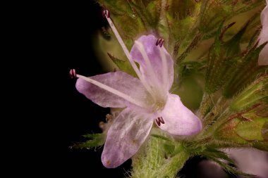 Naneli (Mentha aquatica). Çiçek Kapanışı
