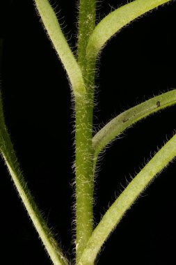 Wood Forget-Me-Not (Myosotis sylvatica). Kök ve Yaprak Üsleri Kapatma