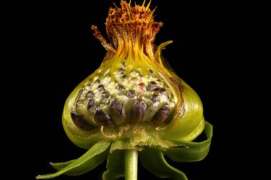 Büyük çiçekli Gıdıktohumu (Coreopsis grandiflora). Meyveli Capitulum Kapanışı