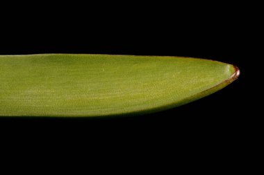Hyacinth (Hyacinthus orientalis). Yaprak Ayrıntısı Kapatma