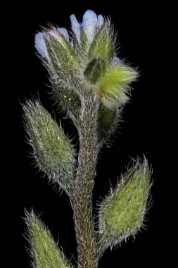 Erken Unutma-Beni-Değil (Myosotis ramosissima). Enfeksiyon. Yakın çekim.